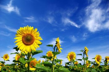 bigstock-Sunflower-Field-6211930