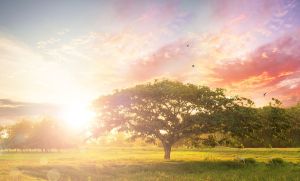 bigstock-Nature-Background-TREE