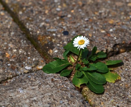 One Daisy On Pavement
